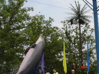 Dolphin Show @ Six Flags