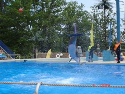 Dolphin Show @ Six Flags