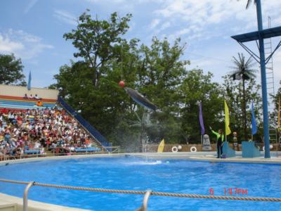 Dolphin Show @ Six Flags