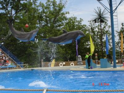 Dolphin Show @ Six Flags