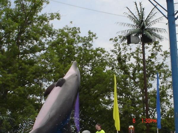 Dolphin Show @ Six Flags