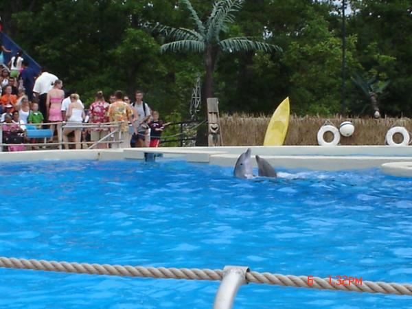 Dolphin Show @ Six Flags